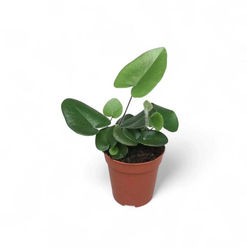 Hemionitis arifolia potted houseplant in nursery pot on white background, product photo 2.
