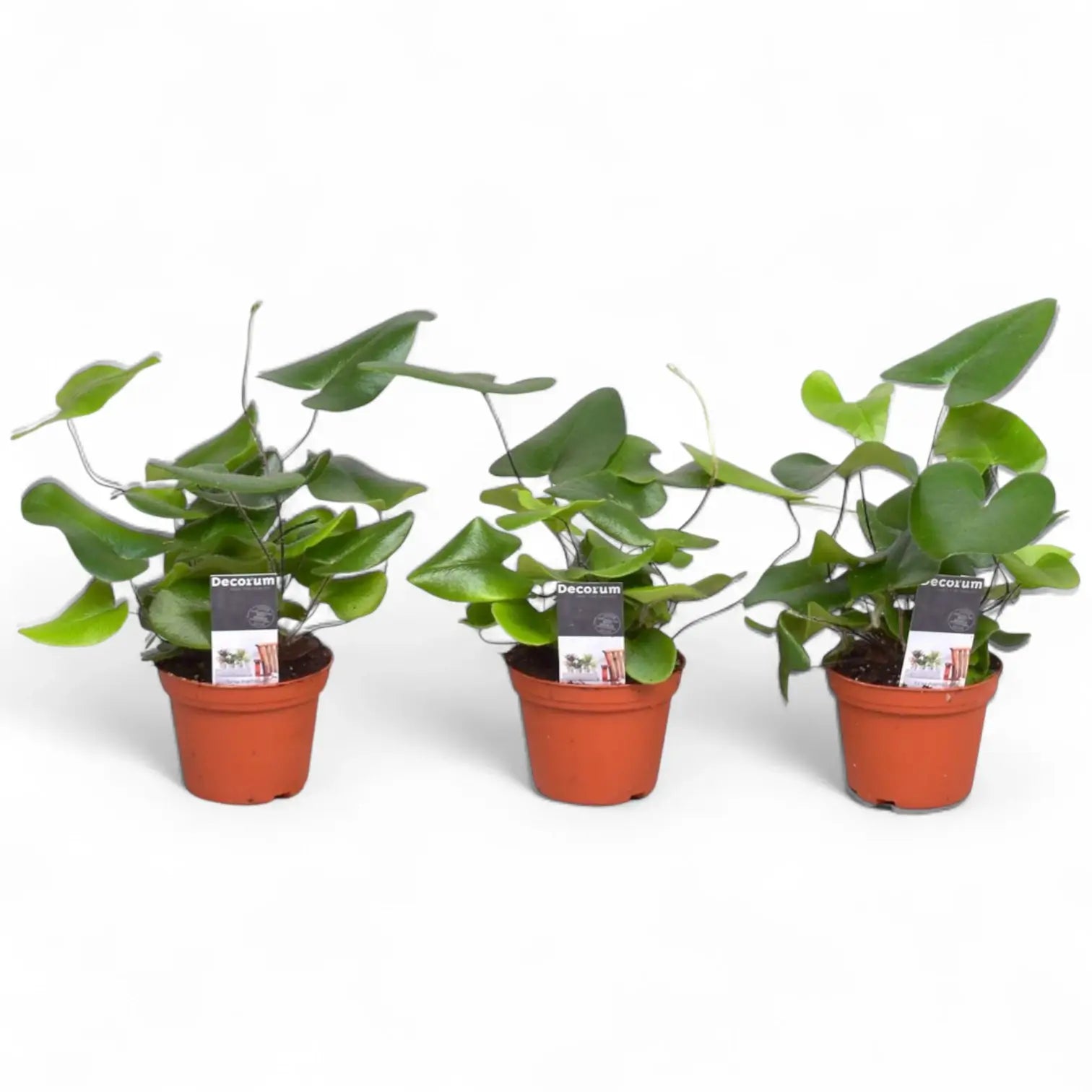 Hemionitis arifolia Zimmerpflanze im Anzuchttopf vor weißem Hintergrund, Produktfoto 3.