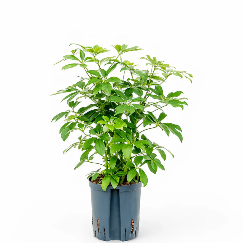Heptapleurum arboricola 'Compactum' potted houseplant in nursery pot on white background, product photo 2.