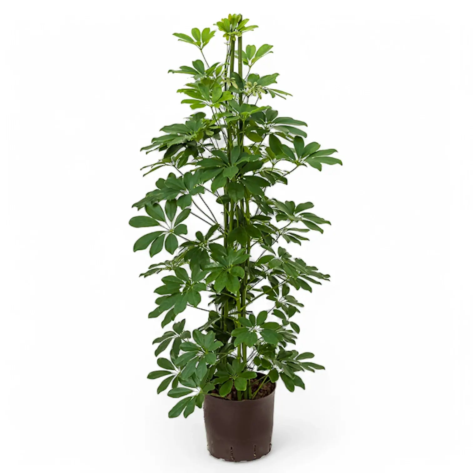 Heptapleurum arboricola 'Compactum' potted houseplant in nursery pot on white background, product photo 5.