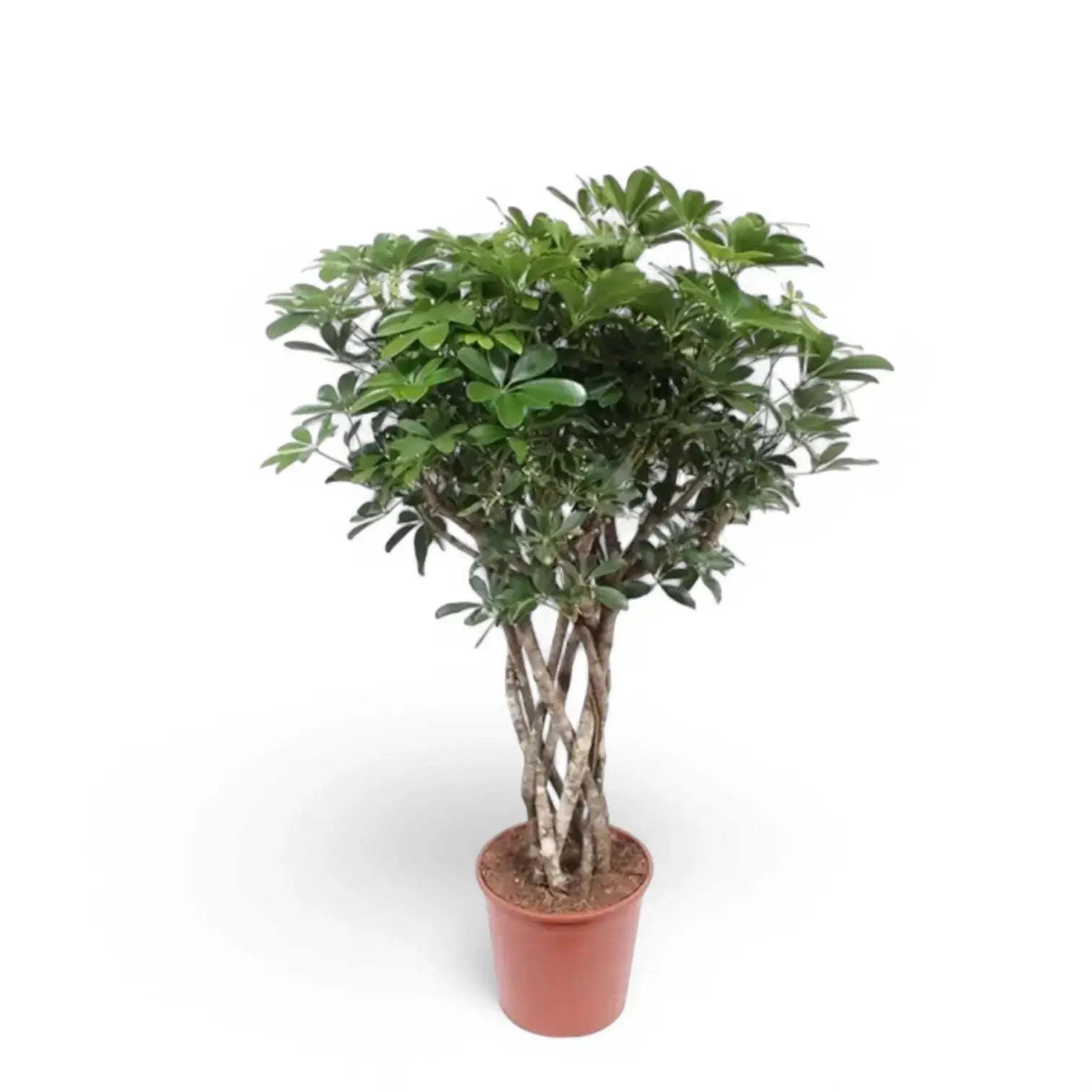 Heptapleurum arboricola 'Compactum' potted houseplant in nursery pot on white background, product photo 6.