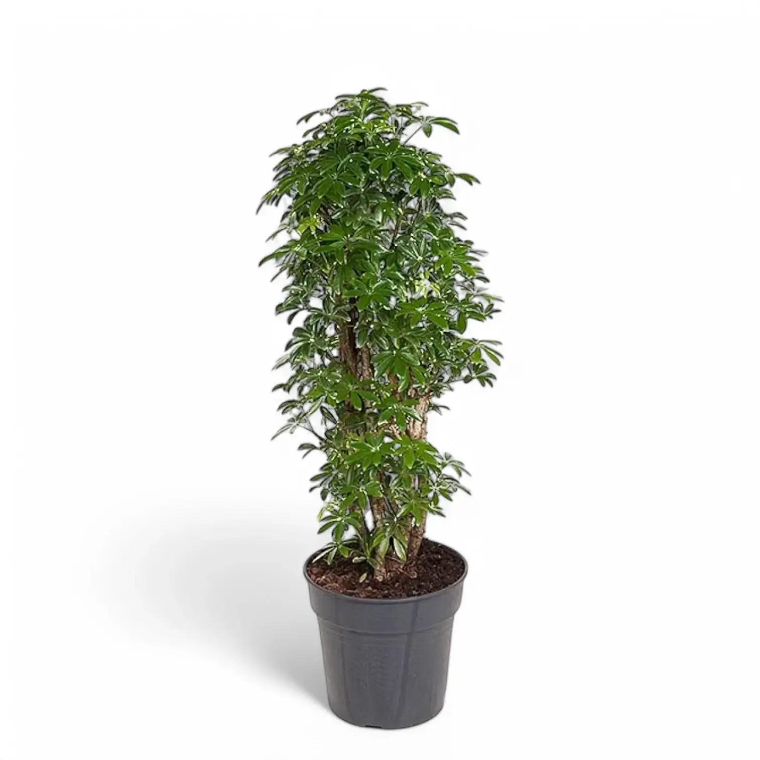 Heptapleurum arboricola 'Luseana' potted houseplant in nursery pot on white background, product photo 5.