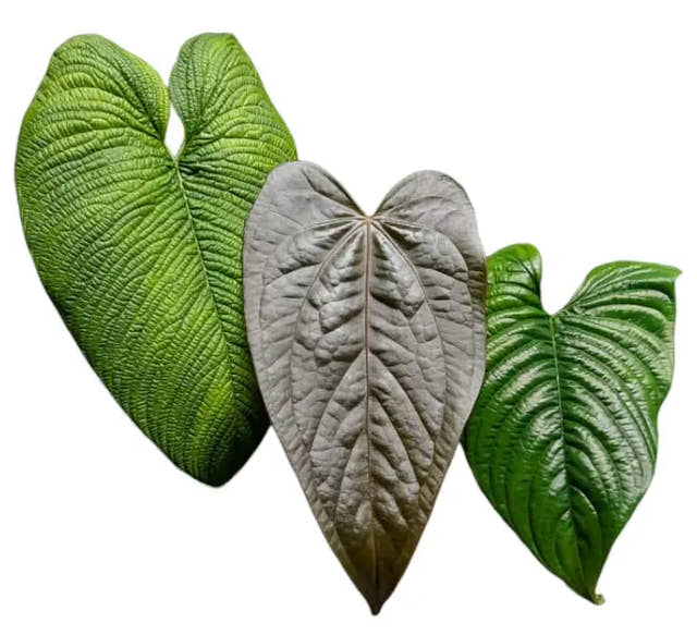 Drei verschiedene Blätter von Philodendron und Anthurium, freigestellt vor weißem Hintergrund.