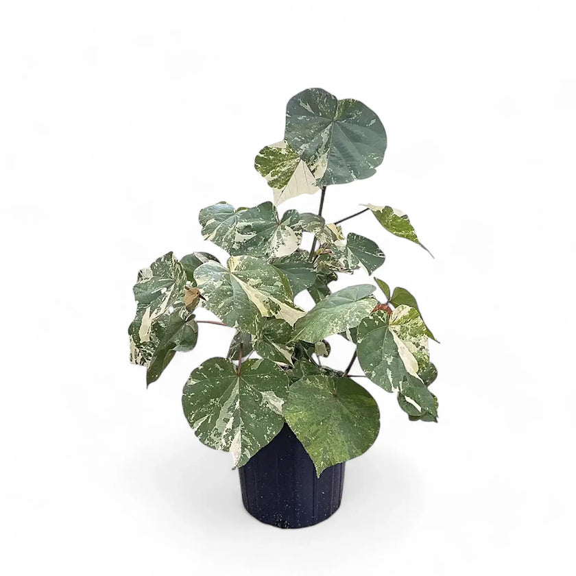 Hibiscus tiliaceus variegata Zimmerpflanze im Anzuchttopf vor weiĂem Hintergrund, Produktfoto 2.