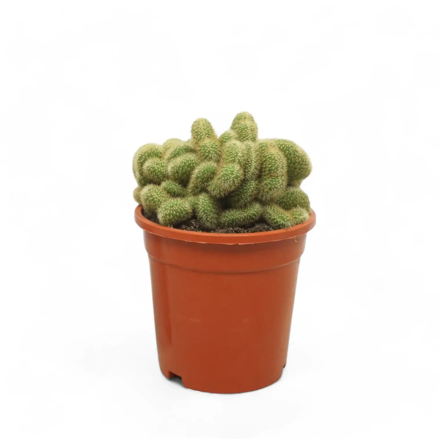 Hildewintera aureispina f. crestata Zimmerpflanze im Anzuchttopf vor weiĂźem Hintergrund, Produktfoto 3.