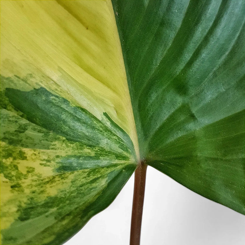 Homalomena rubescens 'Aurea Variegata' â Blattdetail vor weiĂem Hintergrund..