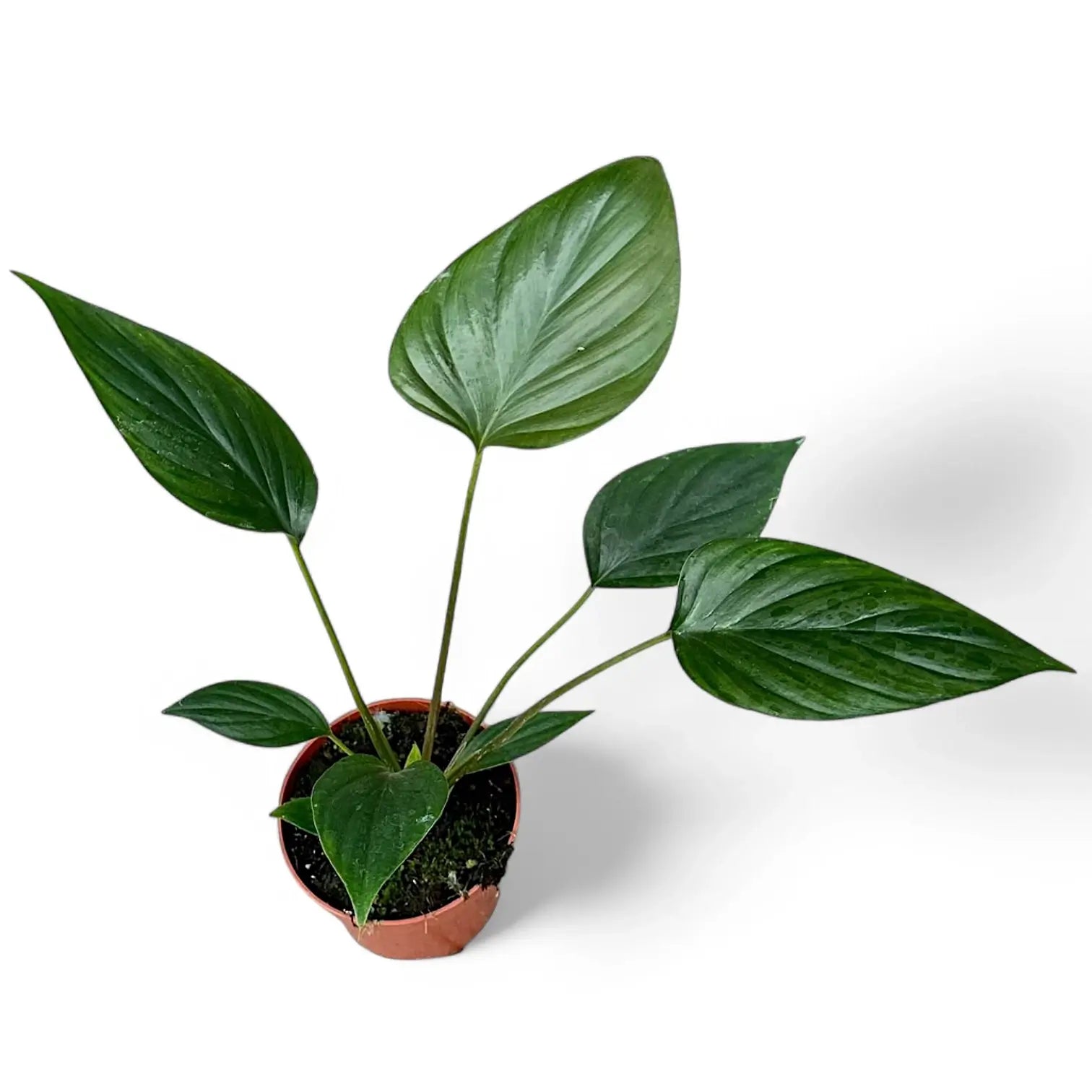 Homalomena rubescens 'Black emerald' ('Dark') Zimmerpflanze im Anzuchttopf vor weißem Hintergrund, Produktfoto 4.