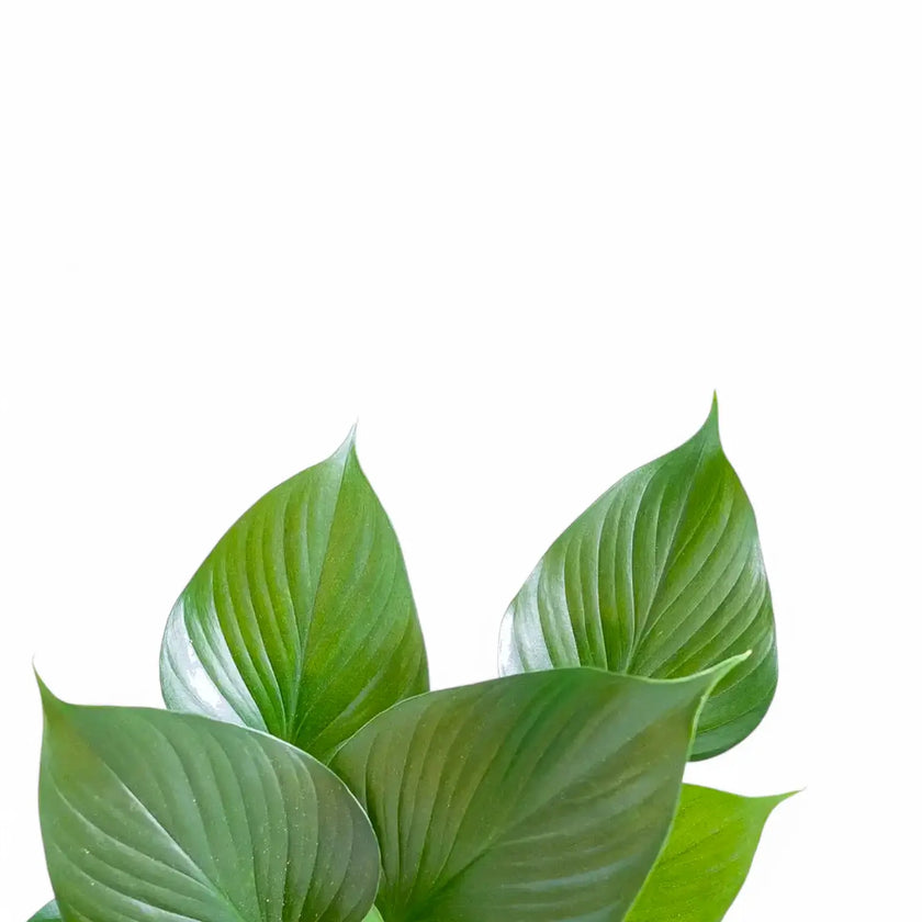 Homalomena rubescens âEmerald gemâ â Blattdetail vor weiĂem Hintergrund..