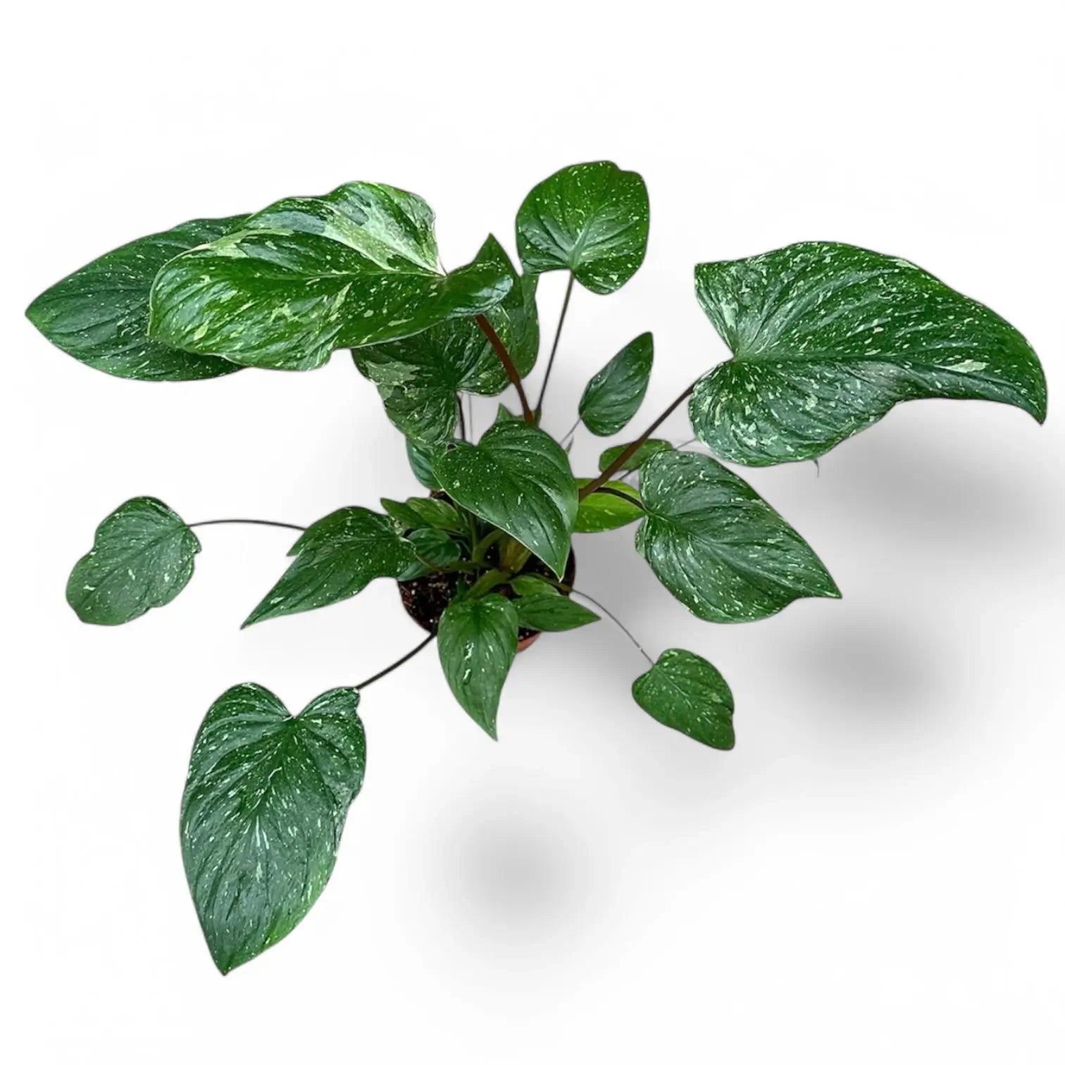 Homalomena rubescens 'Stardust' potted houseplant in nursery pot on white background, product photo 3.