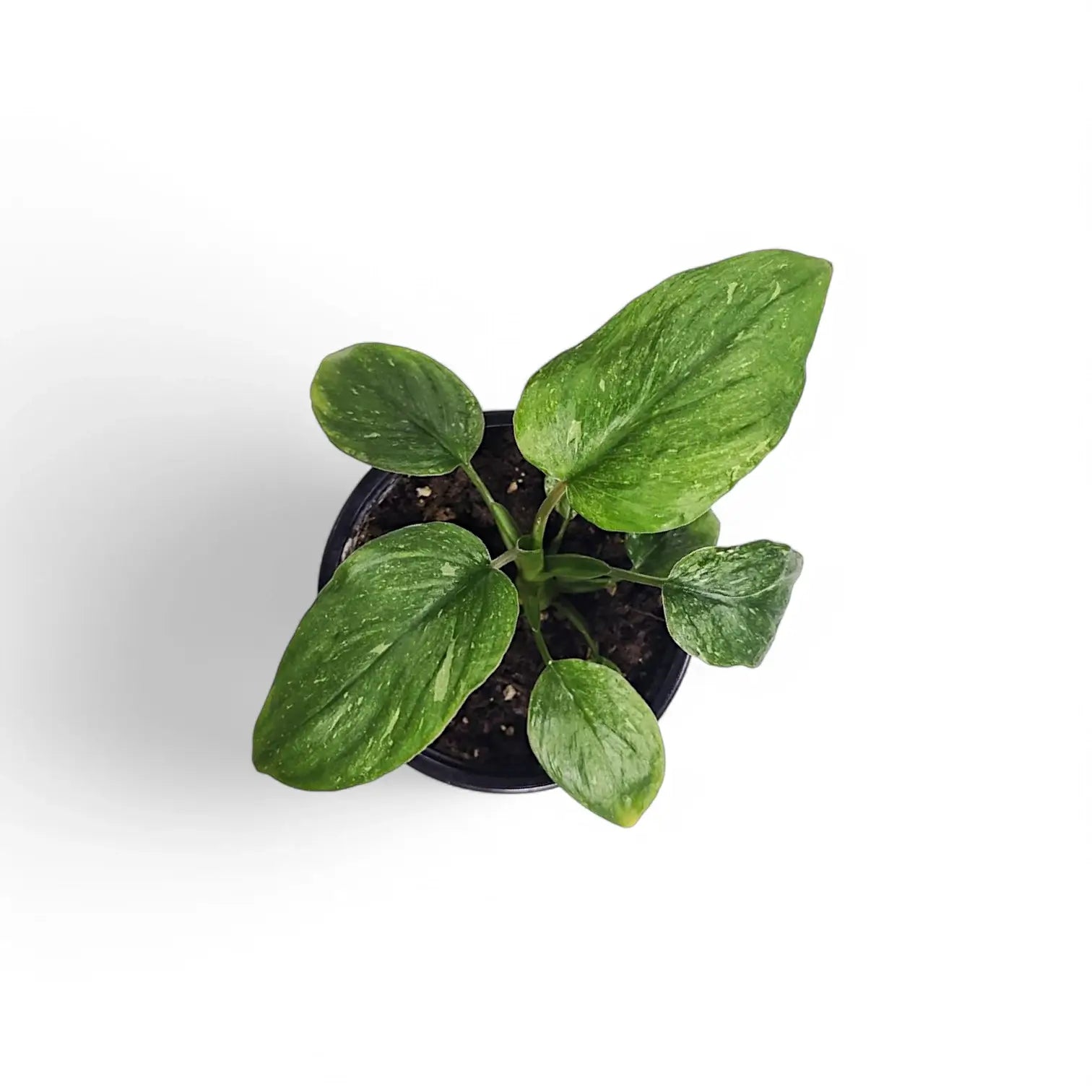 Homalomena rubescens 'Stardust' potted houseplant in nursery pot on white background, product photo 6.