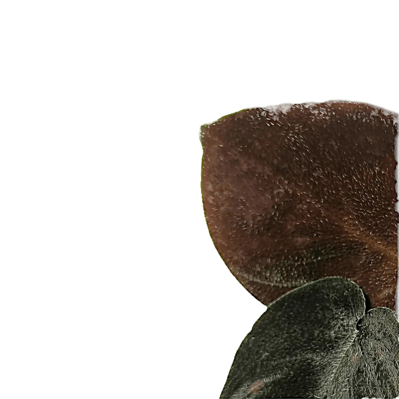 Homalomena sp. Aceh 'Velvet' – Blattdetail vor weißem Hintergrund..