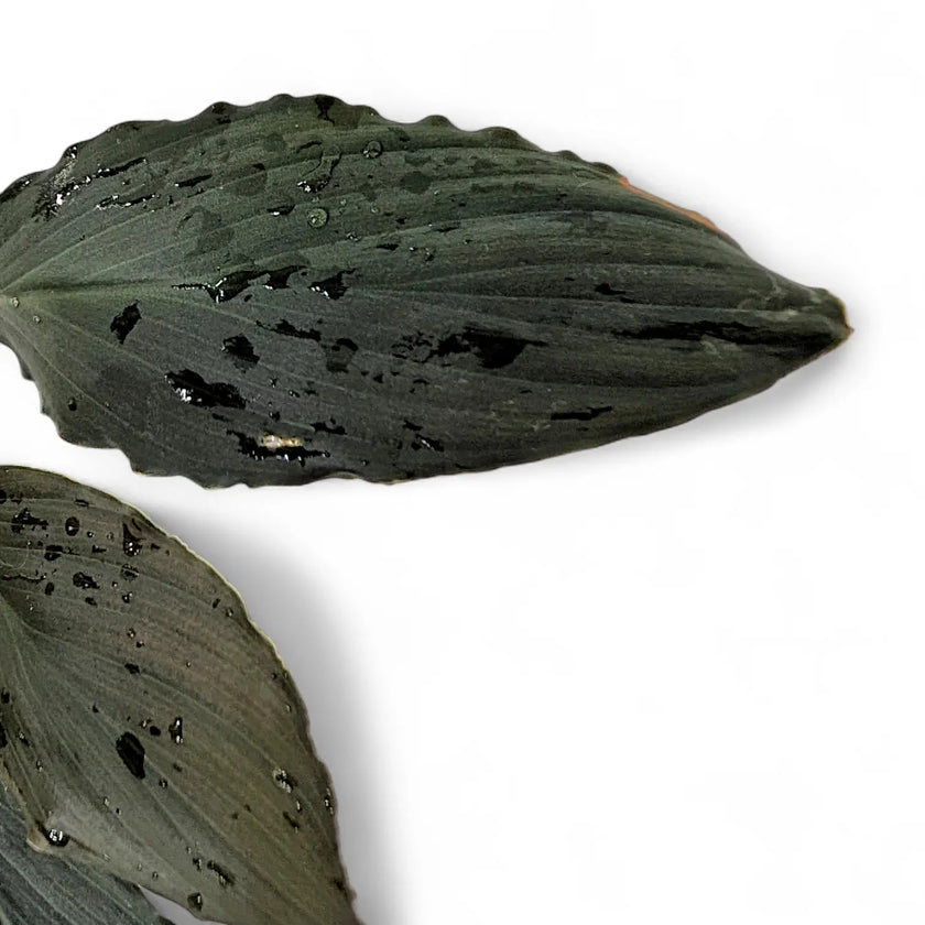 Homalomena sp. 'Platinum black' – Blattdetail vor weißem Hintergrund..