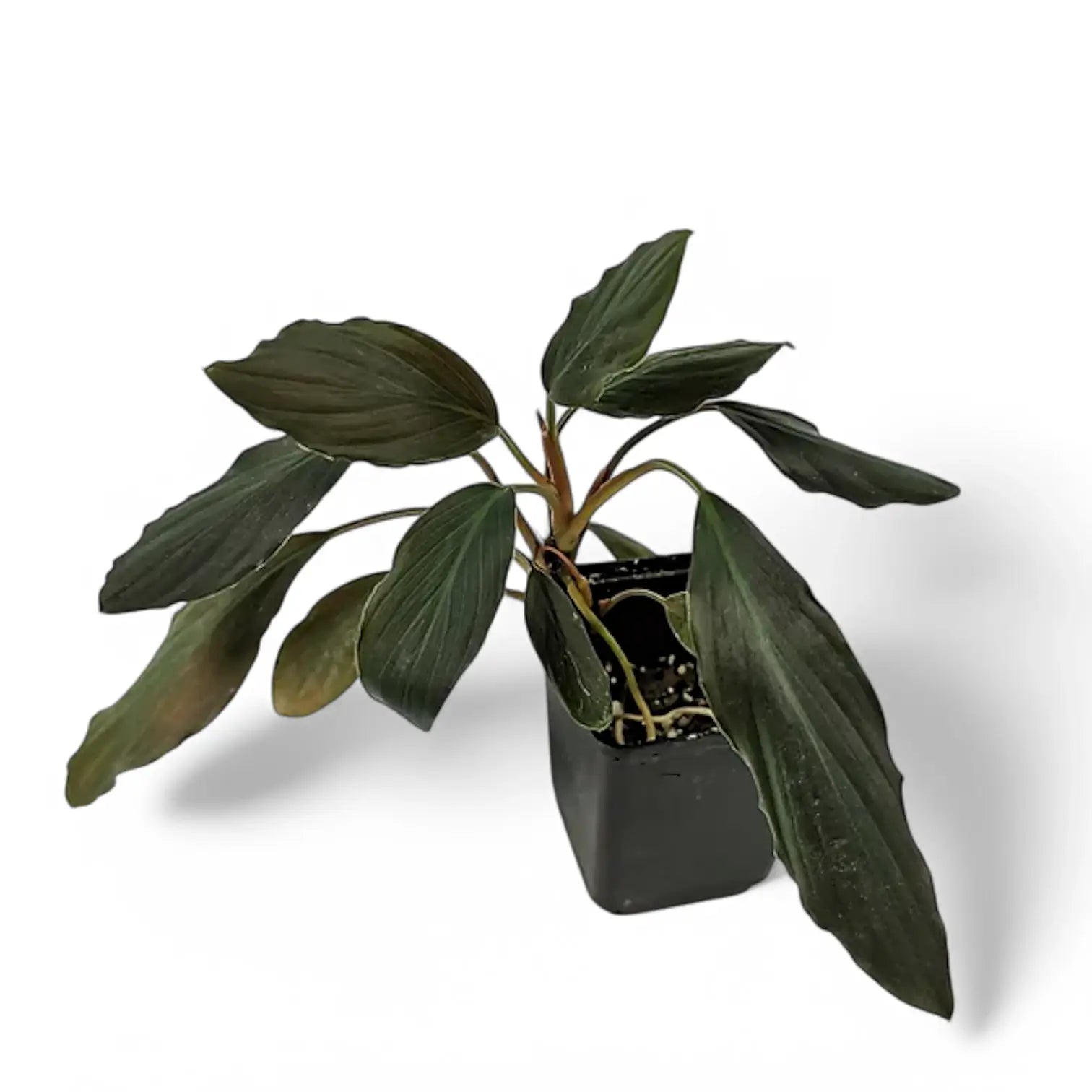 Homalomena sp. 'Platinum black' potted houseplant in nursery pot on white background, product photo 2.