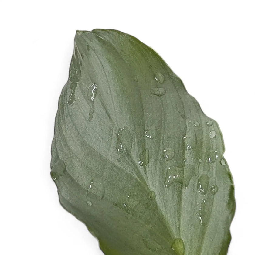 Homalomena sp. 'Platinum velvet' – Blattdetail vor weißem Hintergrund..