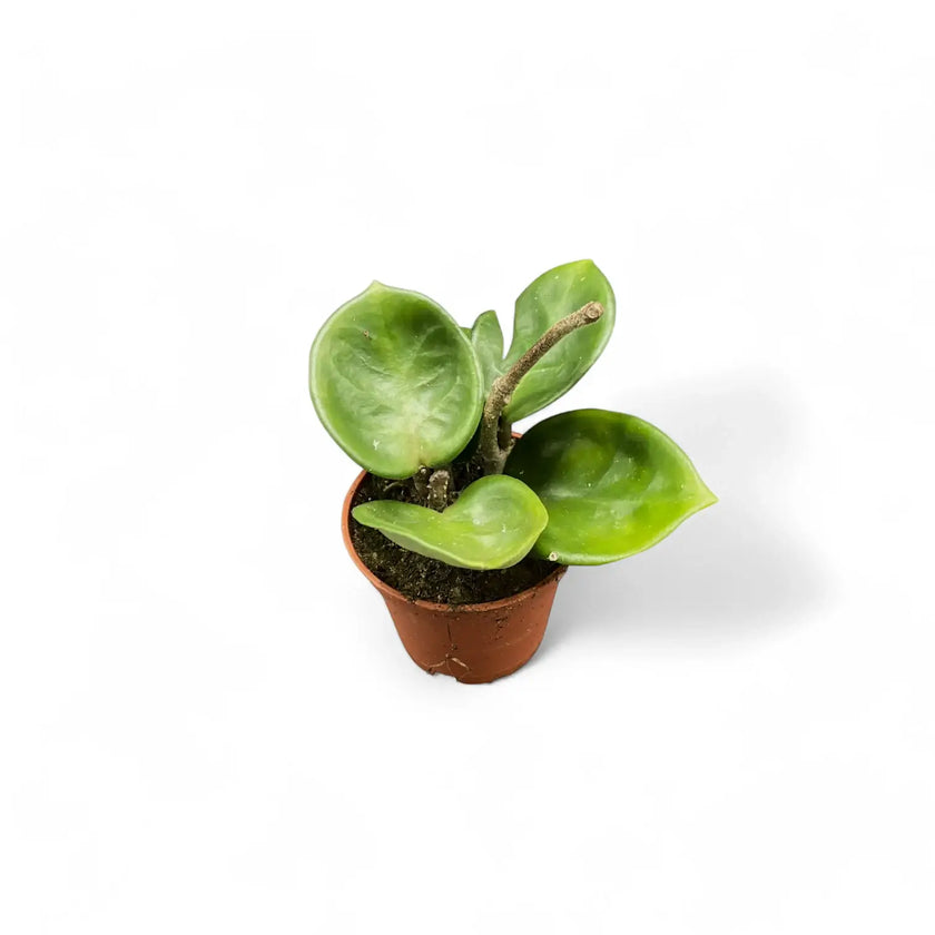 Hoya 'Chelsea' ('Round Leaf Krinkle 8') potted houseplant in nursery pot on white background, product photo 2.