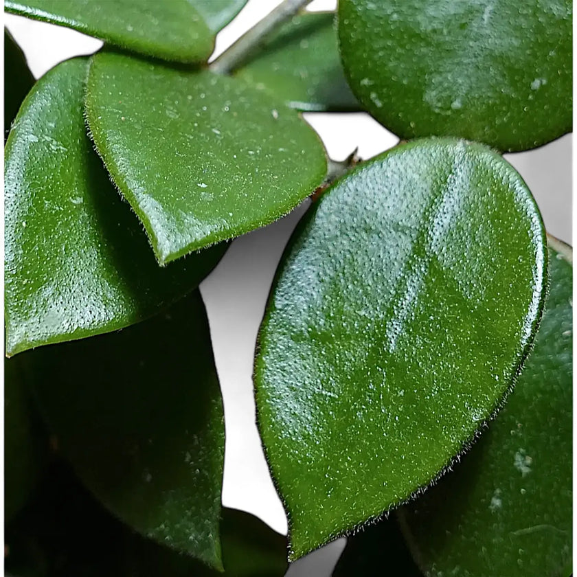 Hoya 'Chouke' leaf close-up on white background.