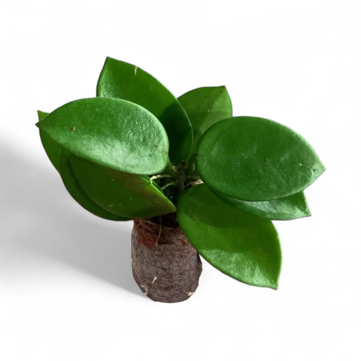 Hoya 'Chouke' Zimmerpflanze im Anzuchttopf vor weißem Hintergrund, Produktfoto 2.