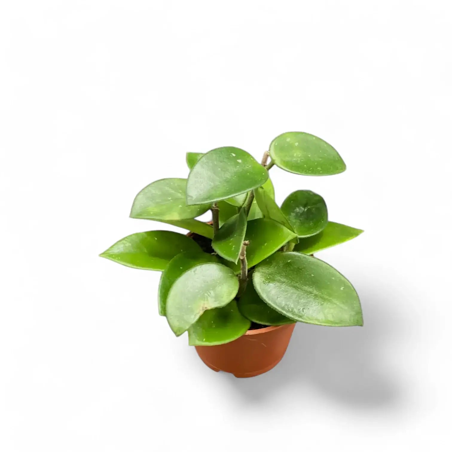 Hoya 'Chouke' Zimmerpflanze im Anzuchttopf vor weißem Hintergrund, Produktfoto 4.