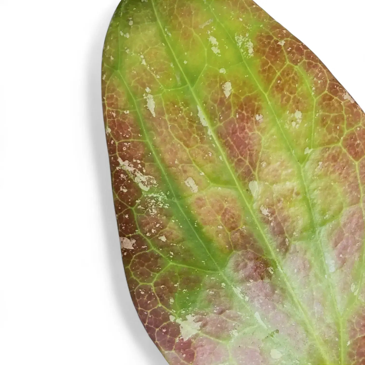 Hoya GFM-04 – Blattdetail vor weißem Hintergrund..