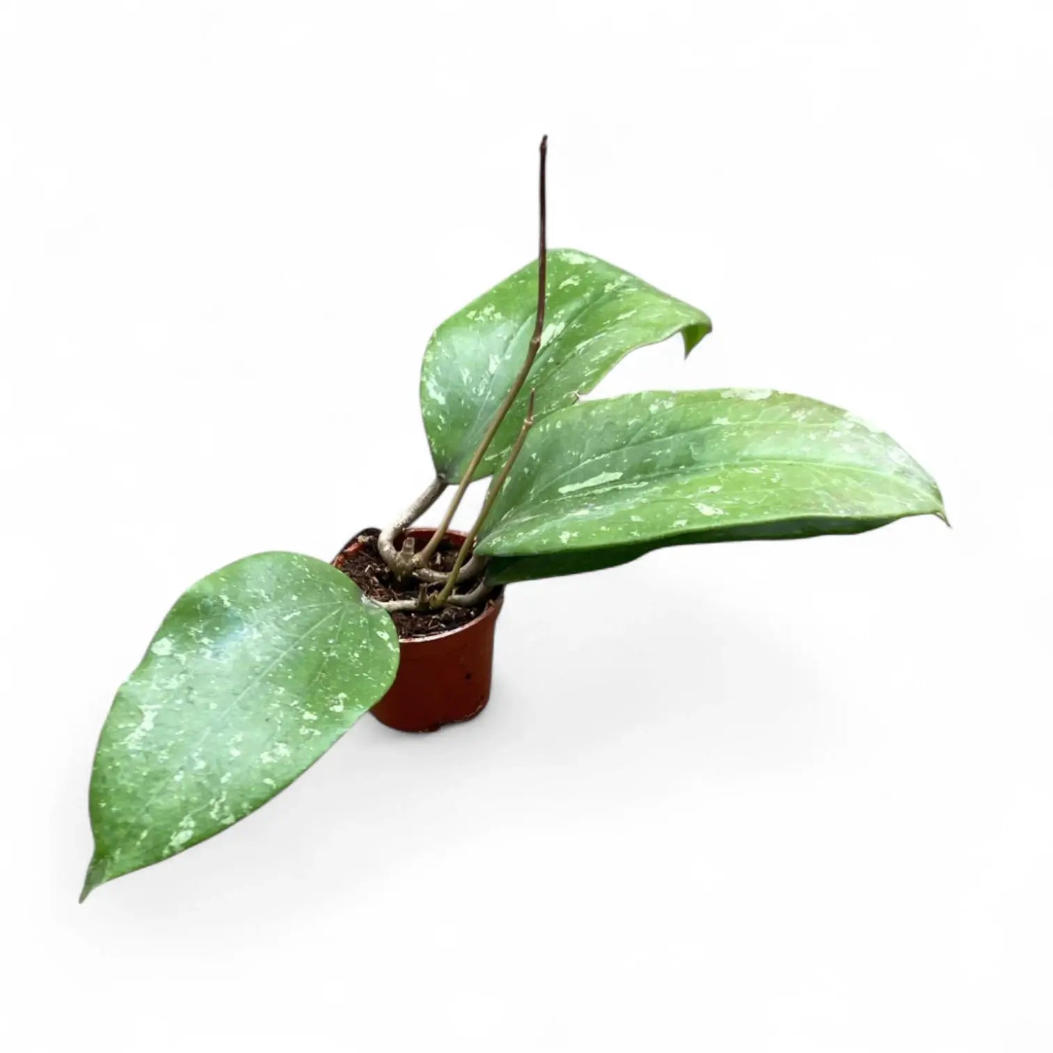 Hoya GFM-04 Zimmerpflanze im Anzuchttopf vor weiĂźem Hintergrund, Produktfoto 4.