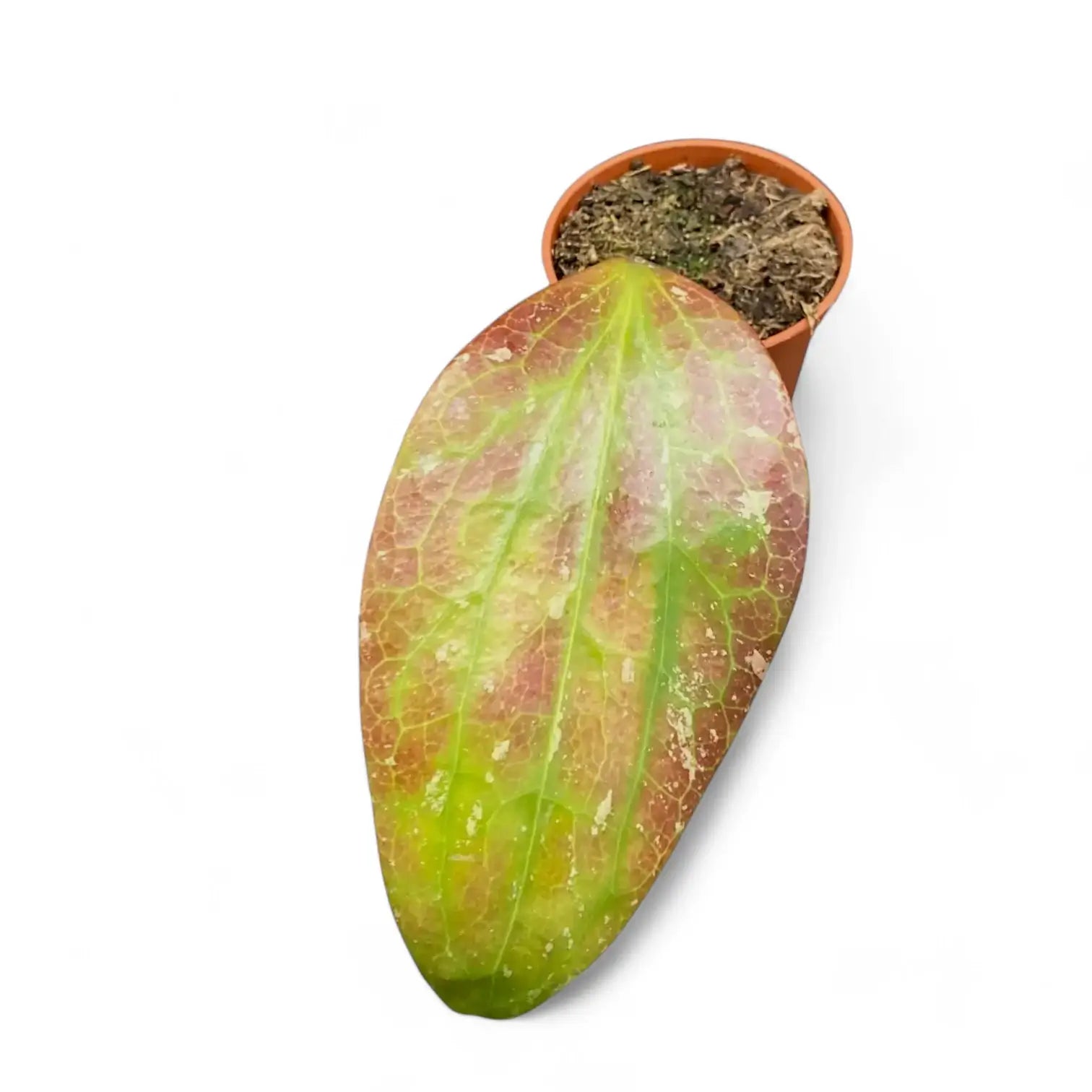 Hoya GFM-04 Zimmerpflanze im Anzuchttopf vor weiĂźem Hintergrund, Produktfoto 5.