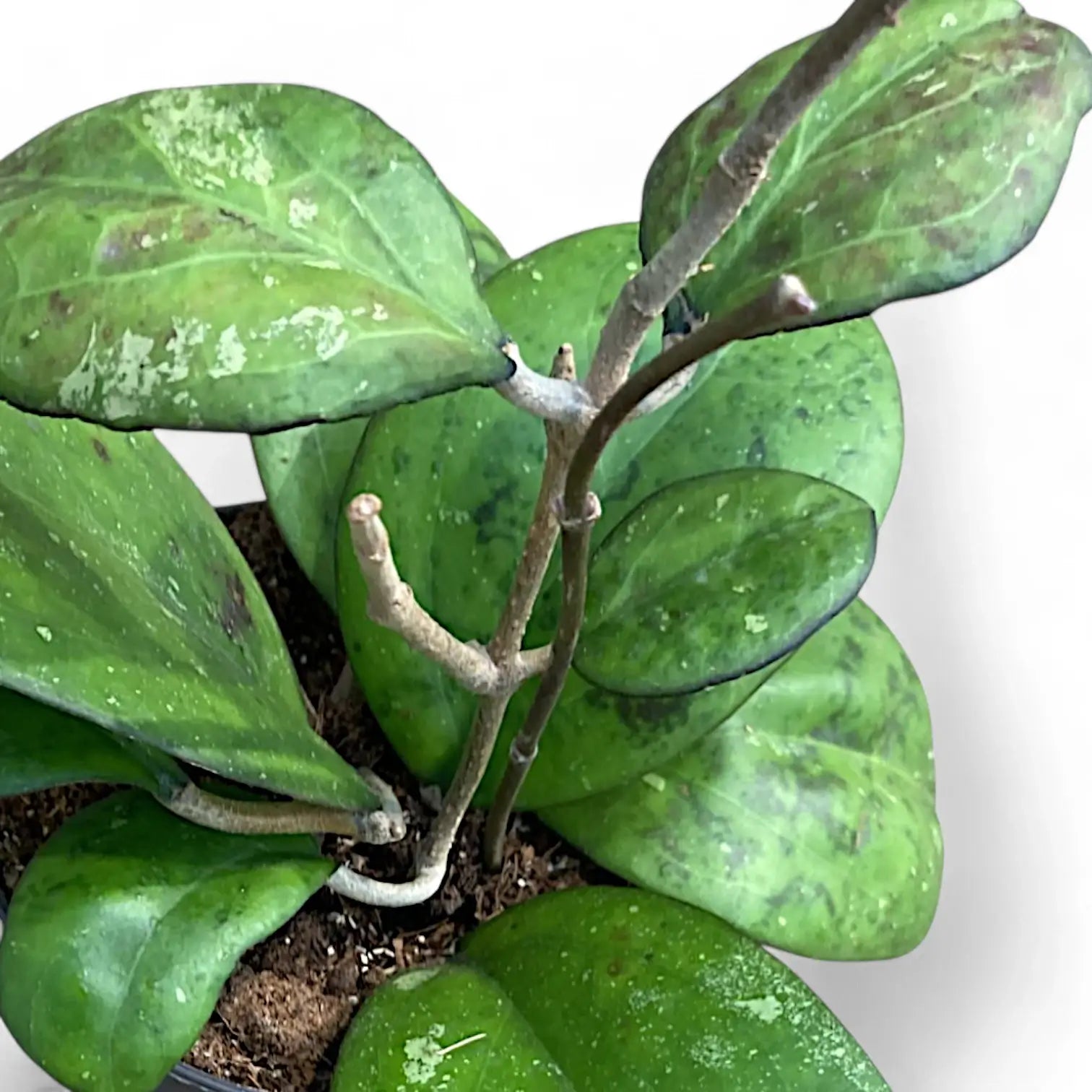 Hoya 'Joy' (aka 'Metallica') Zimmerpflanze im Anzuchttopf vor weiĂźem Hintergrund, Produktfoto 3.