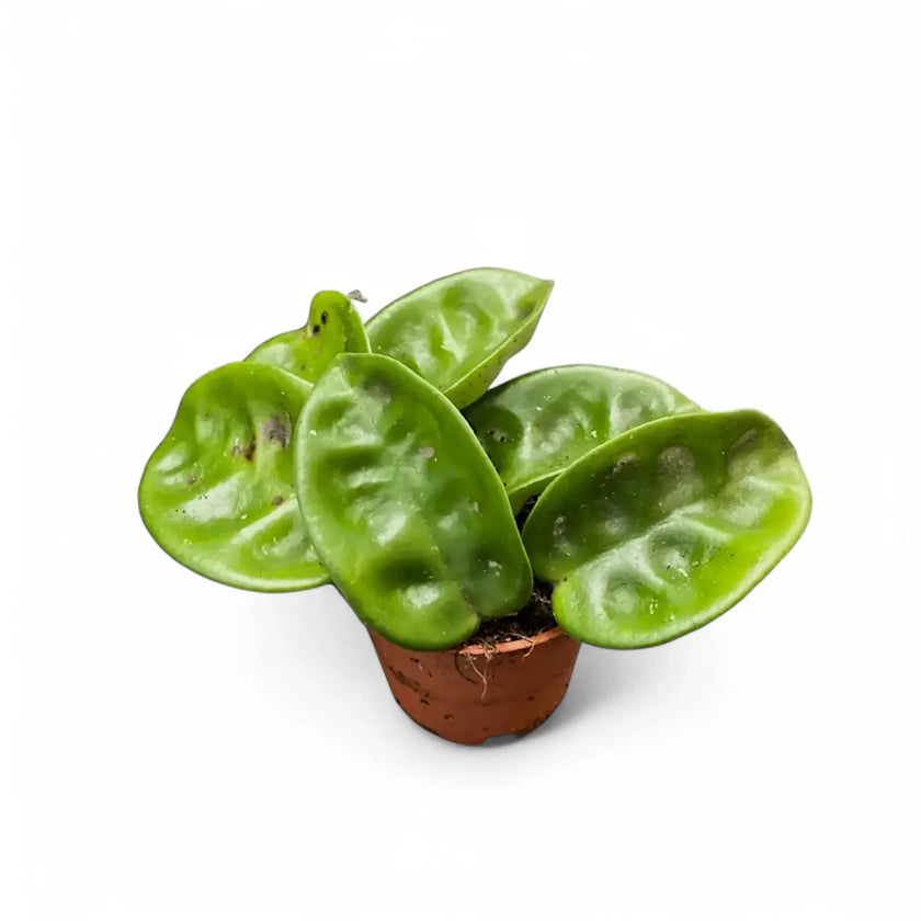 Hoya 'Krinkle 8' potted houseplant in nursery pot on white background, product photo 2.