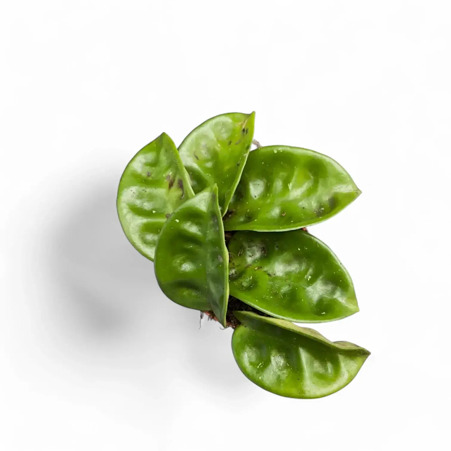 Hoya 'Krinkle 8' Zimmerpflanze im Anzuchttopf vor weiĂźem Hintergrund, Produktfoto 4.