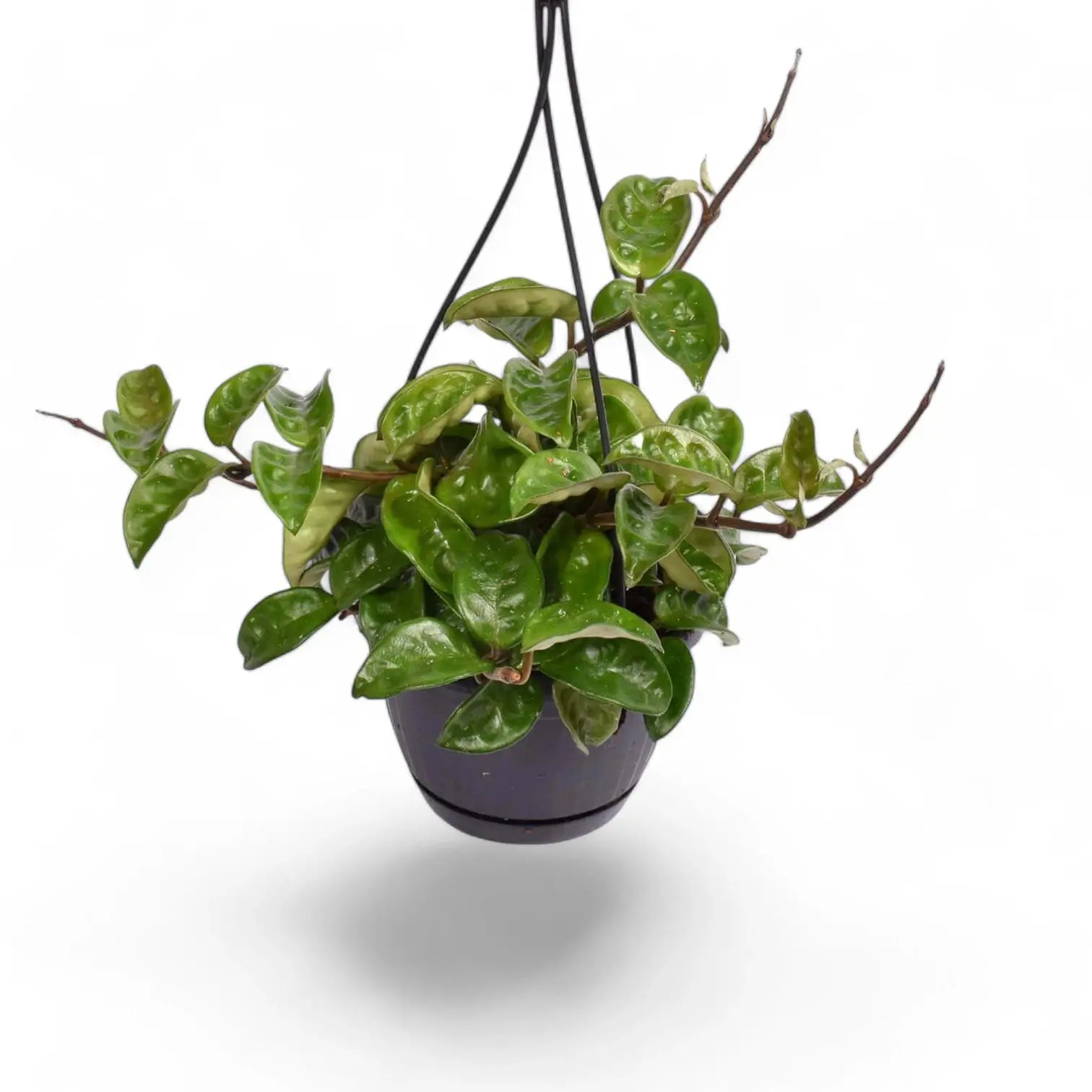 Hoya 'Krinkle 8' Zimmerpflanze im Anzuchttopf vor weiĂźem Hintergrund, Produktfoto 6.