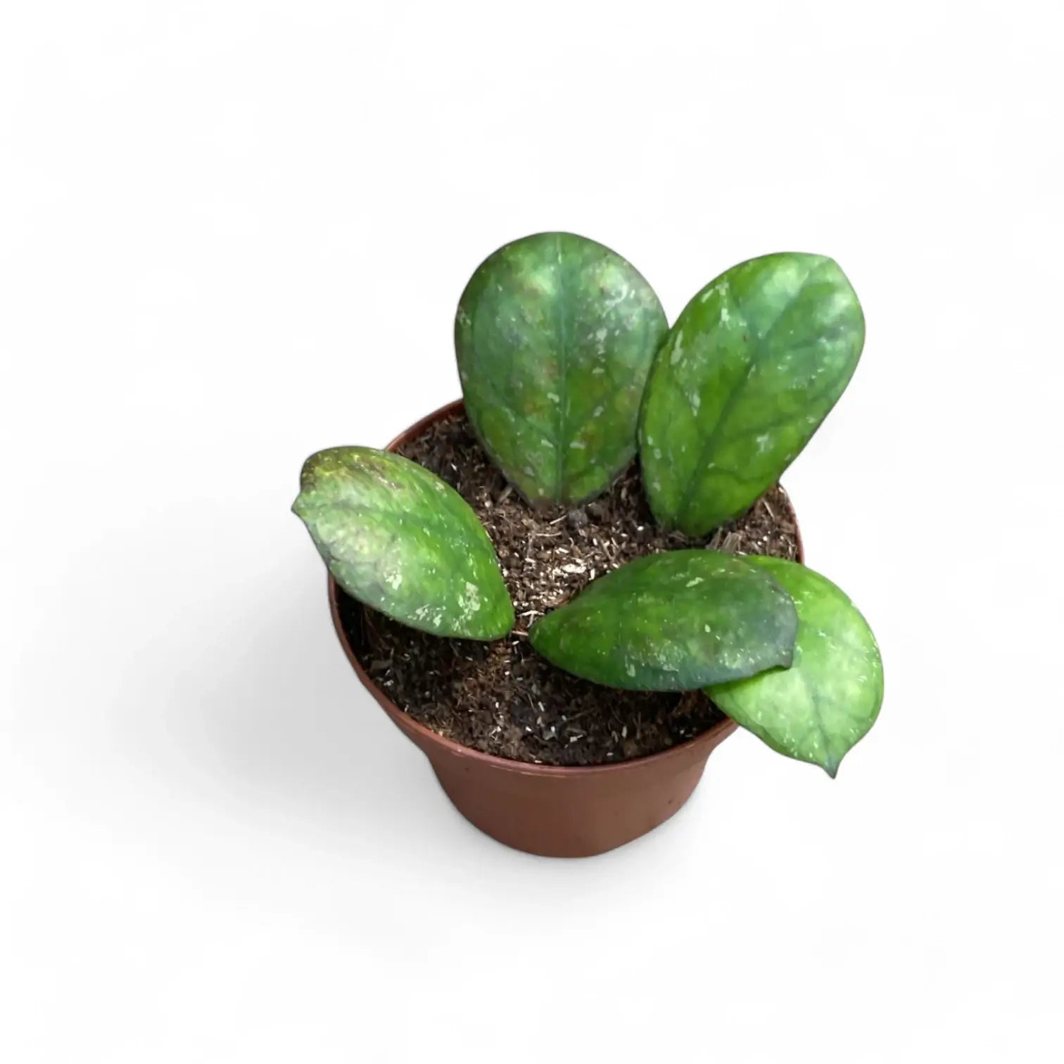 Hoya 'Larisa' Zimmerpflanze im Anzuchttopf vor weiĂźem Hintergrund, Produktfoto 2.