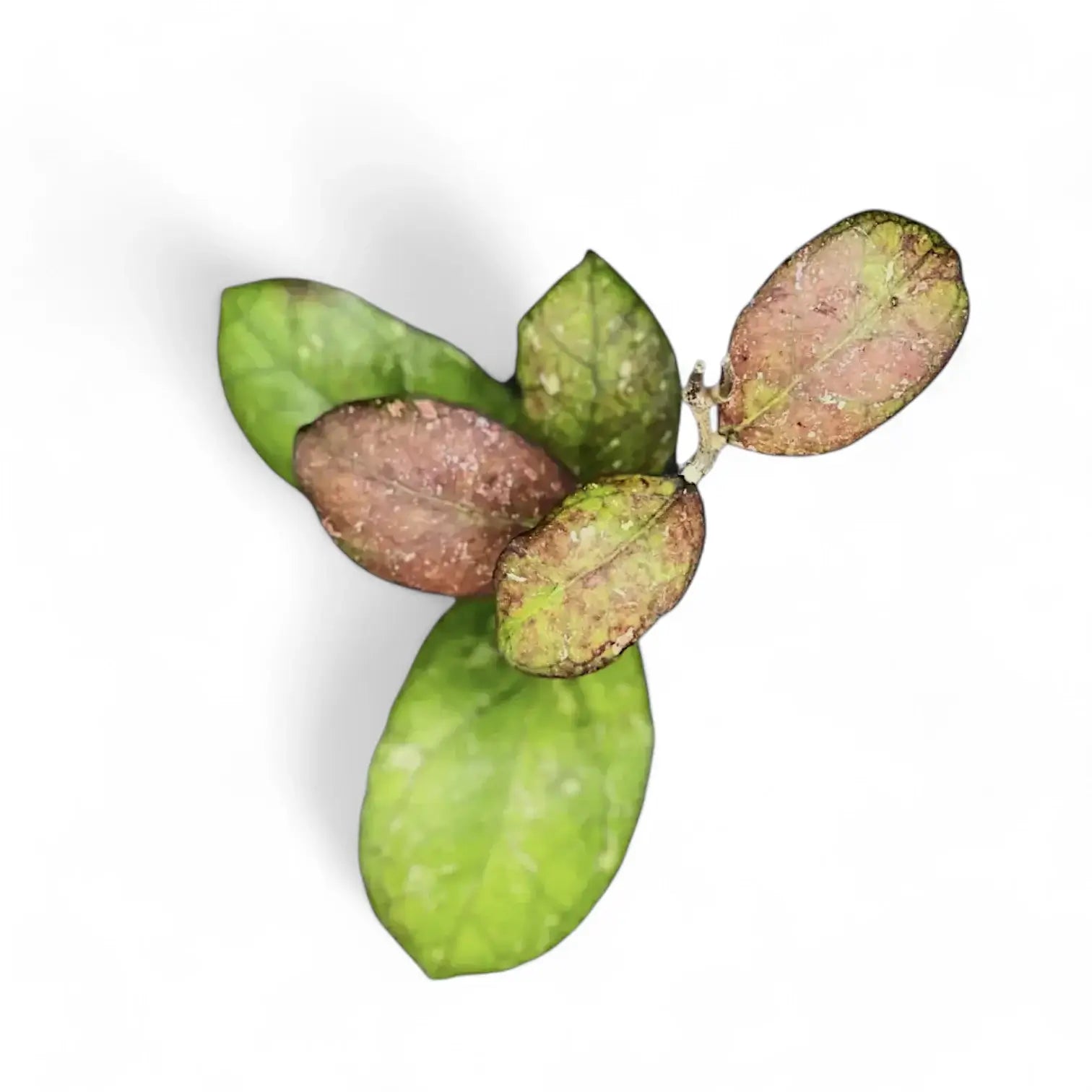 Hoya 'Larisa' Zimmerpflanze im Anzuchttopf vor weiĂźem Hintergrund, Produktfoto 4.