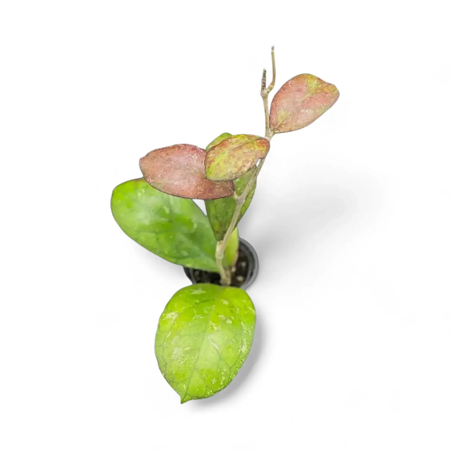 Hoya 'Larisa' Zimmerpflanze im Anzuchttopf vor weiĂźem Hintergrund, Produktfoto 5.