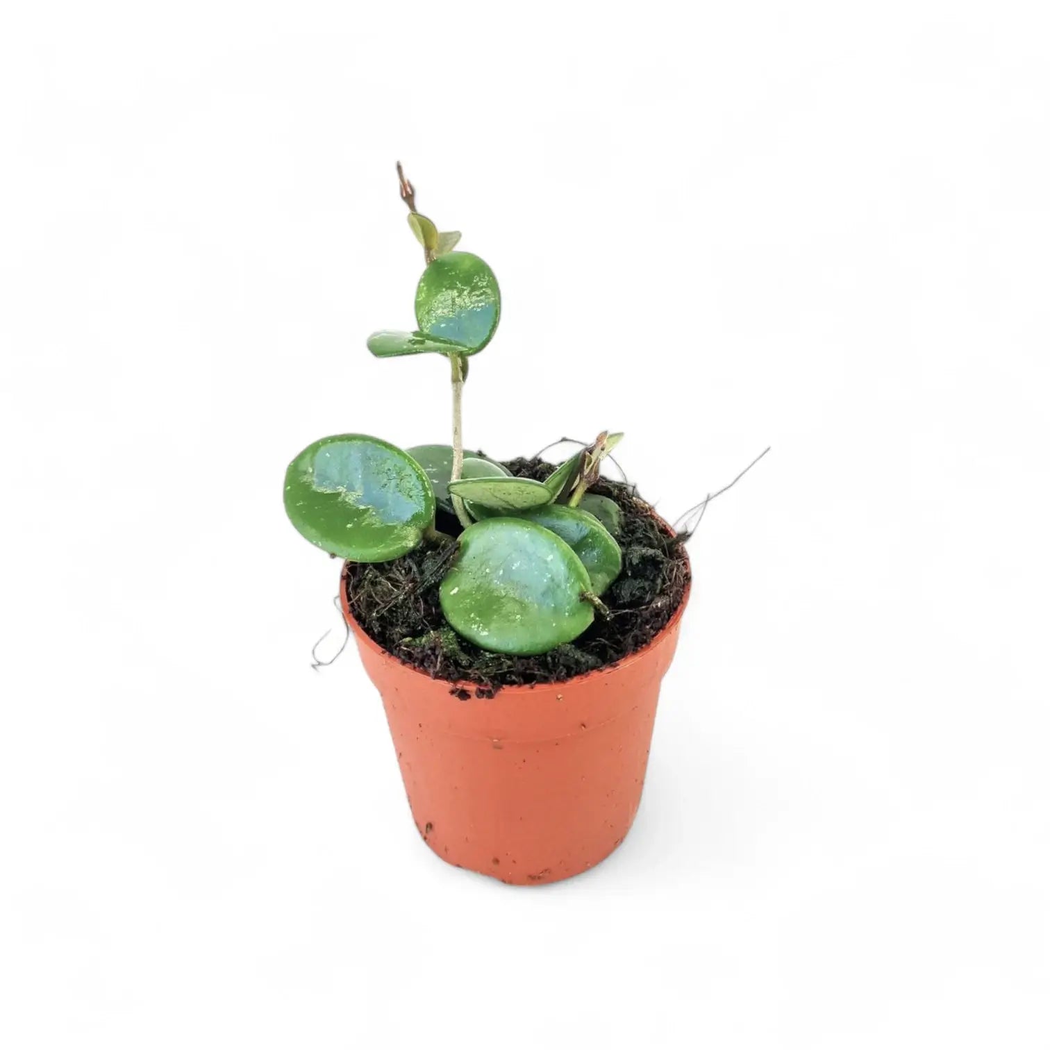 Hoya āMathildeā potted houseplant in nursery pot on white background, product photo 2.