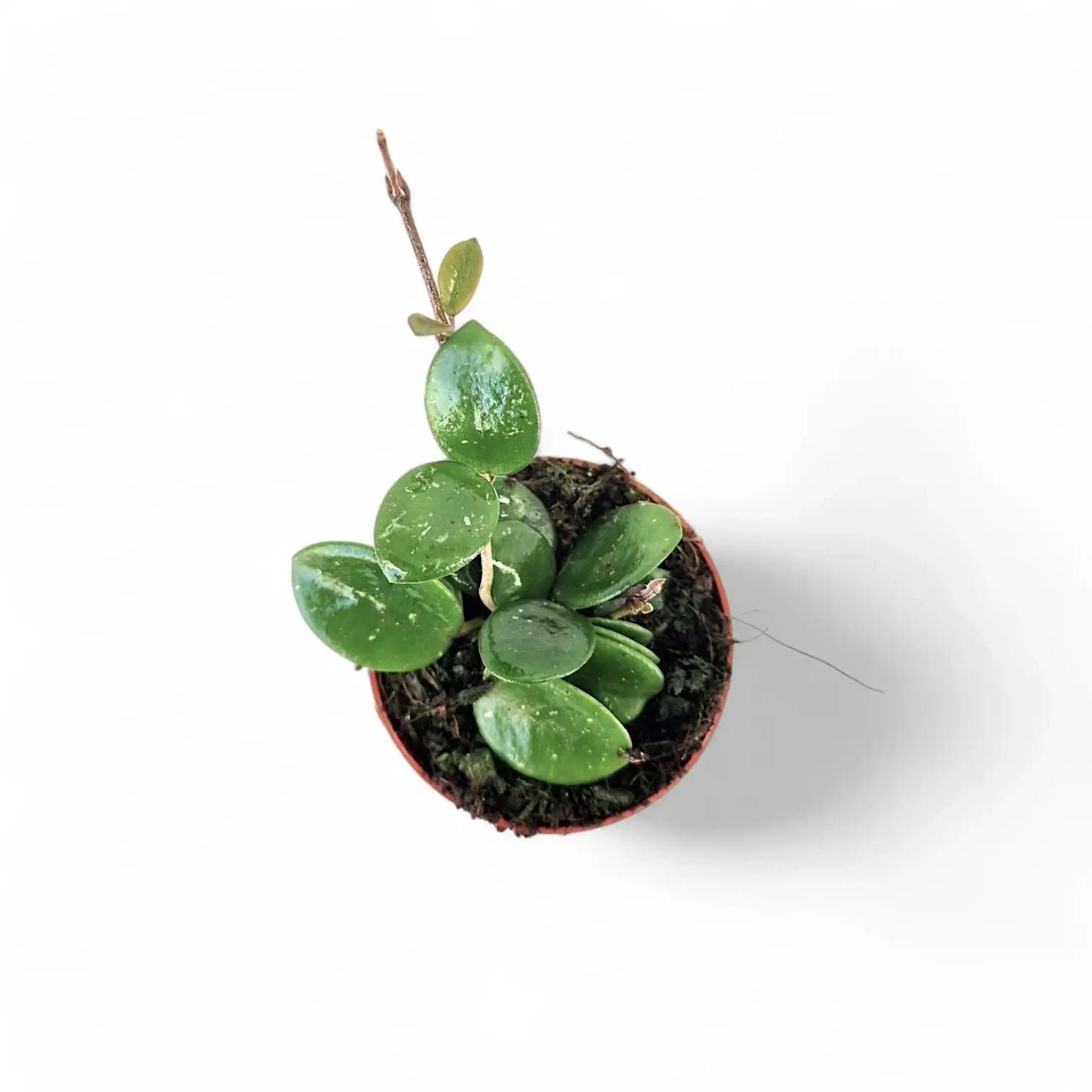 Hoya āMathildeā potted houseplant in nursery pot on white background, product photo 3.