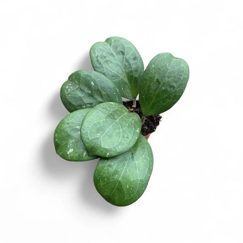 Hoya 'Michele' (MB1255) potted houseplant in nursery pot on white background, product photo 2.