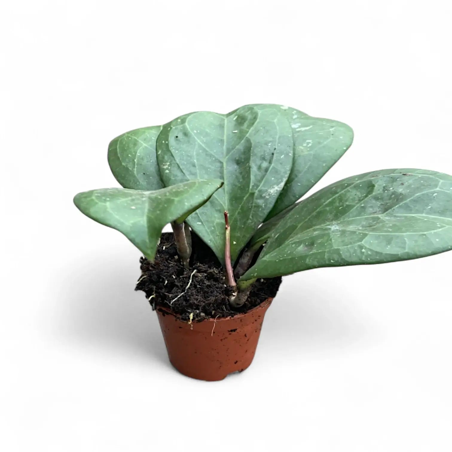 Hoya 'Michele' (MB1255) Zimmerpflanze im Anzuchttopf vor weißem Hintergrund, Produktfoto 3.