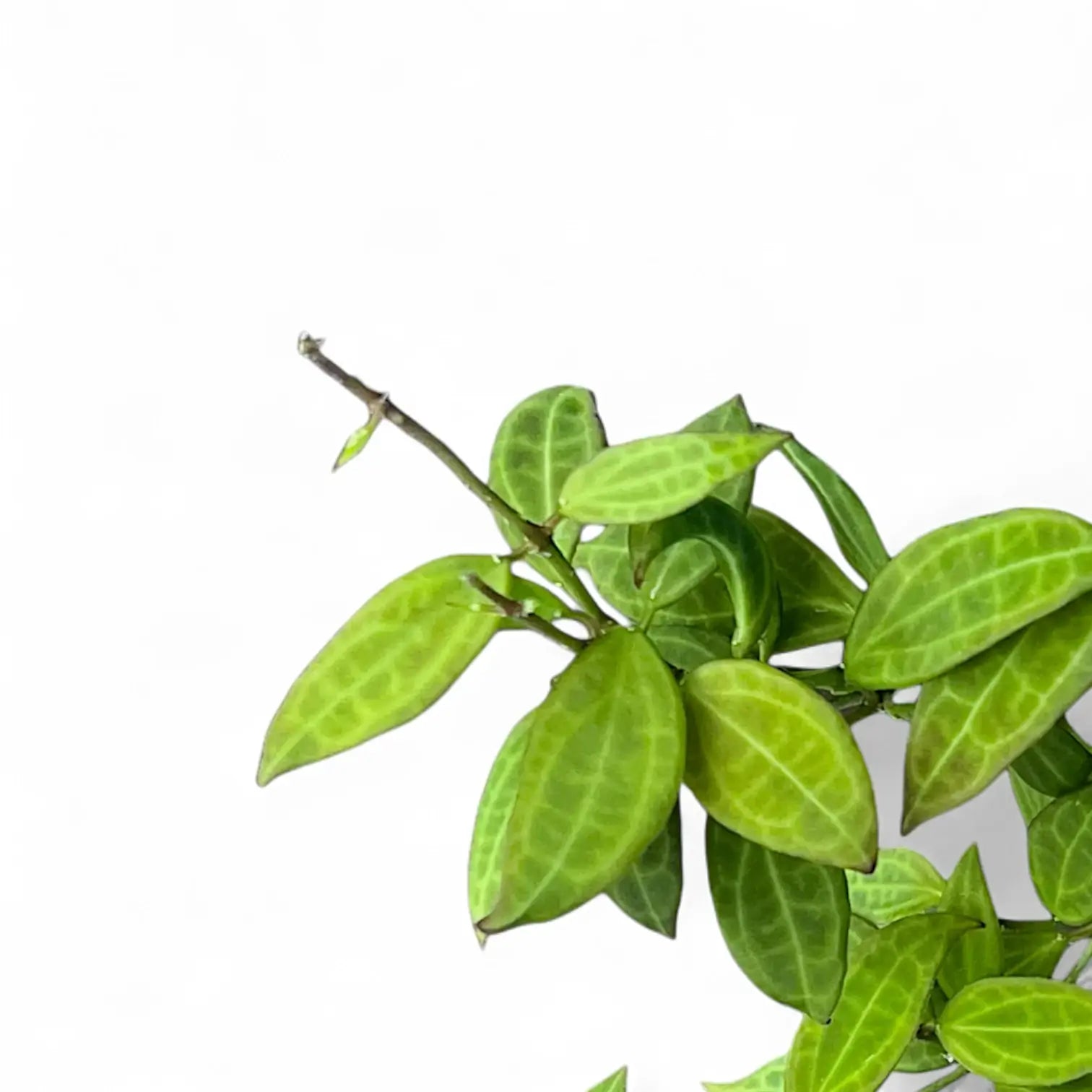 Hoya 'Microdwarf' (NS12-323) – Blattdetail vor weißem Hintergrund..