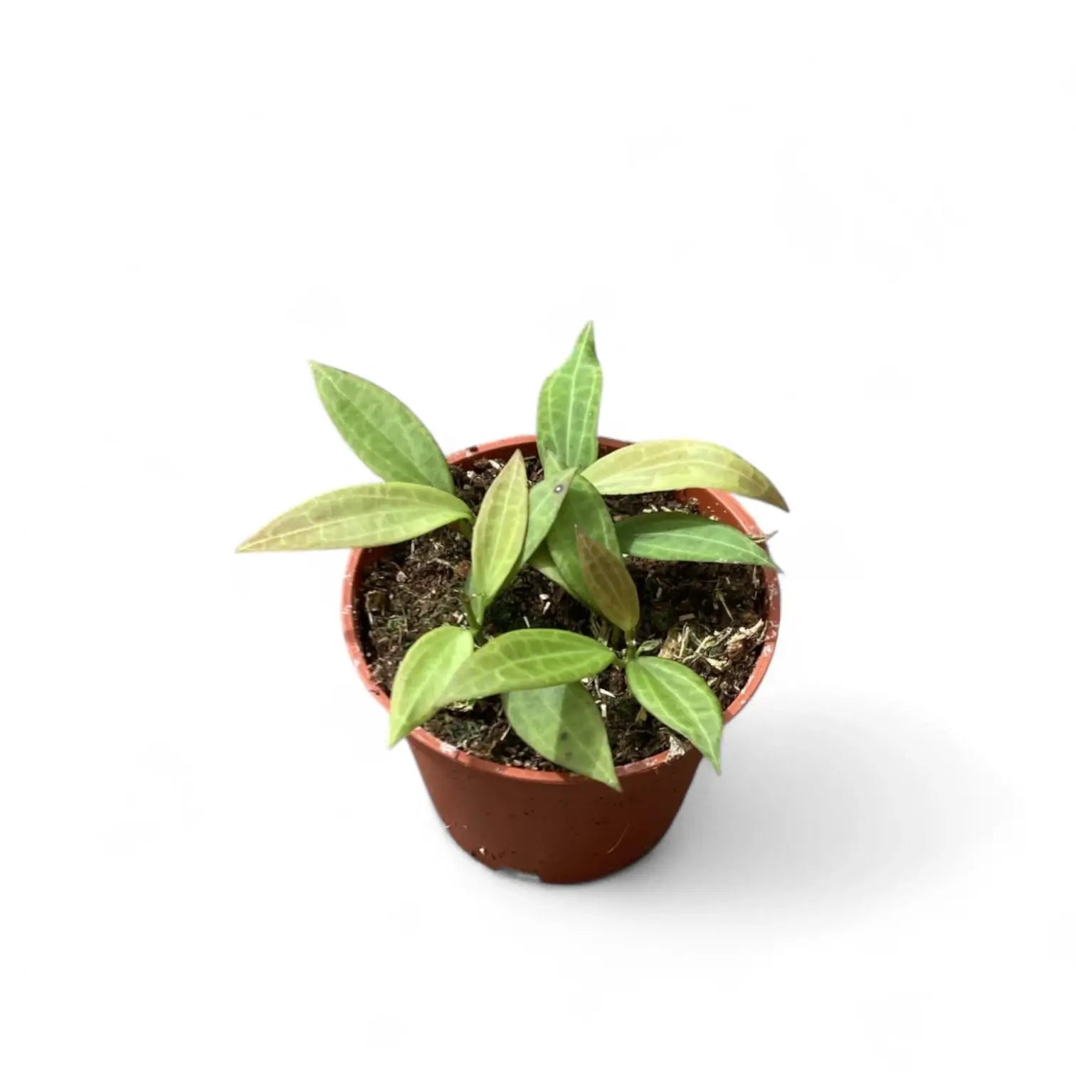 Hoya 'Microdwarf' (NS12-323) Zimmerpflanze im Anzuchttopf vor weißem Hintergrund, Produktfoto 4.