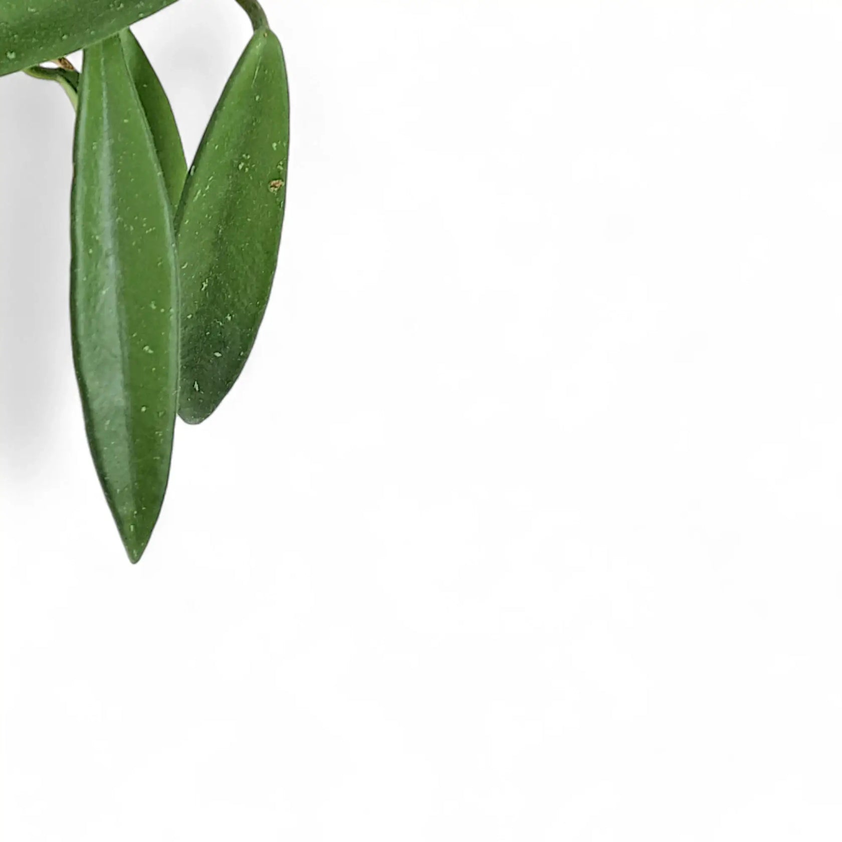 Hoya āMinibelleā leaf close-up on white background.