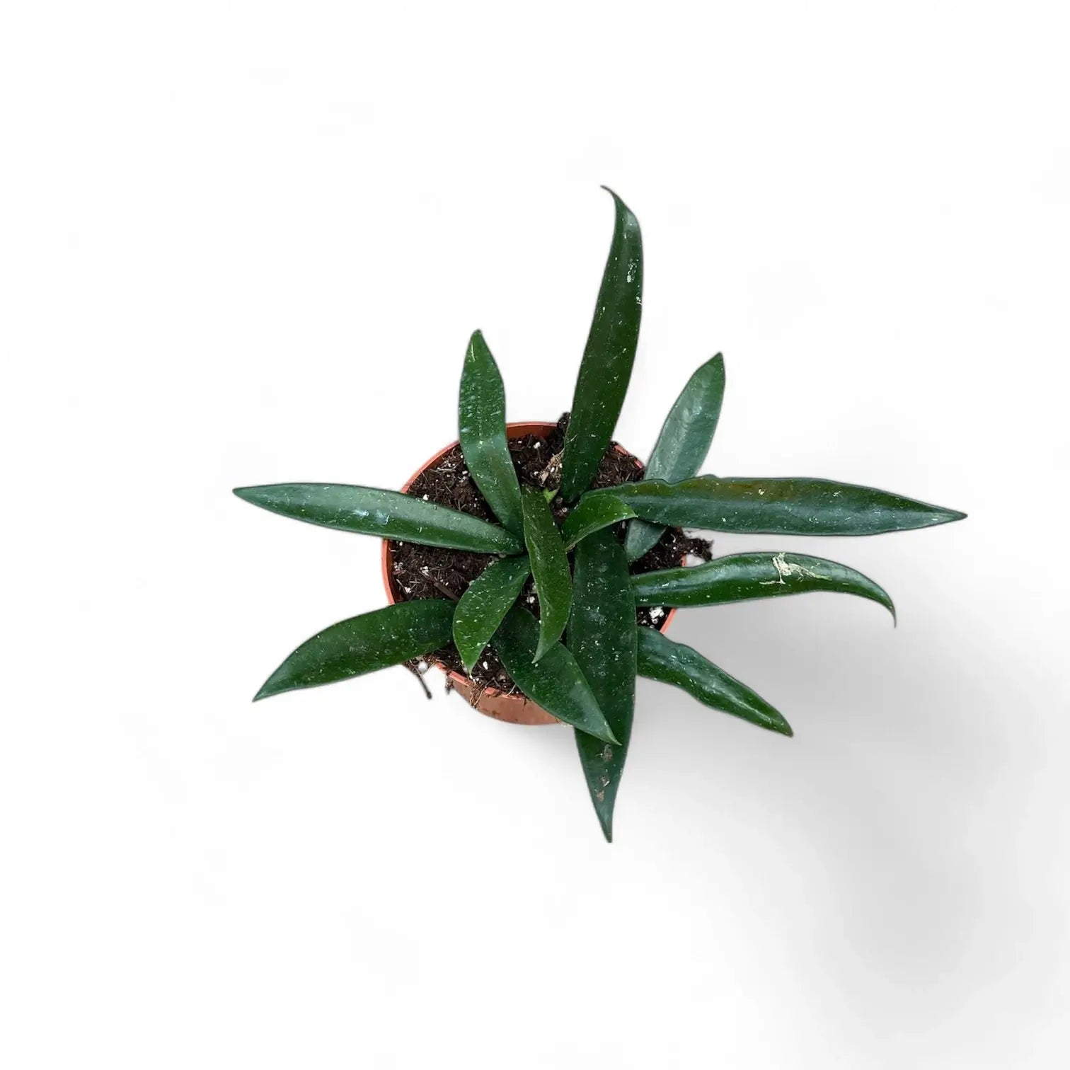 Hoya āMinibelleā potted houseplant in nursery pot on white background, product photo 2.