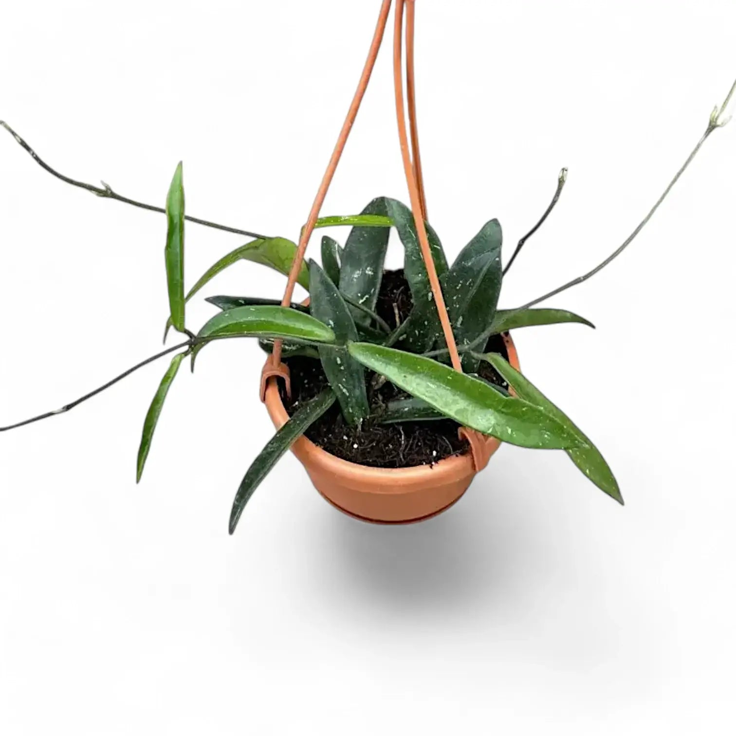 Hoya āMinibelleā potted houseplant in nursery pot on white background, product photo 4.