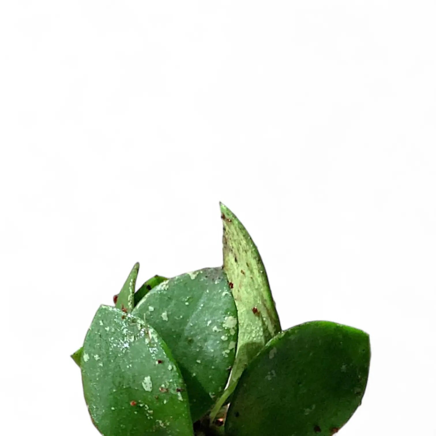 Hoya NO ID âSmall Round Leafâ leaf close-up on white background.