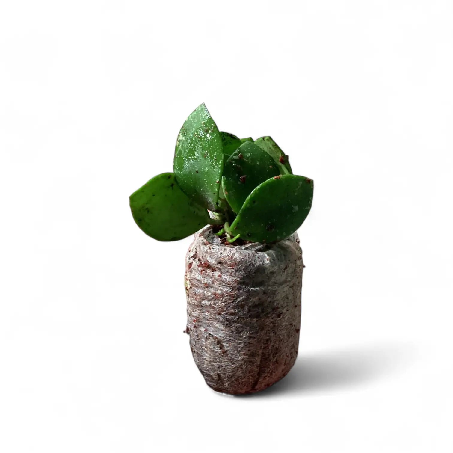Hoya NO ID âSmall Round Leafâ potted houseplant in nursery pot on white background, product photo 3.