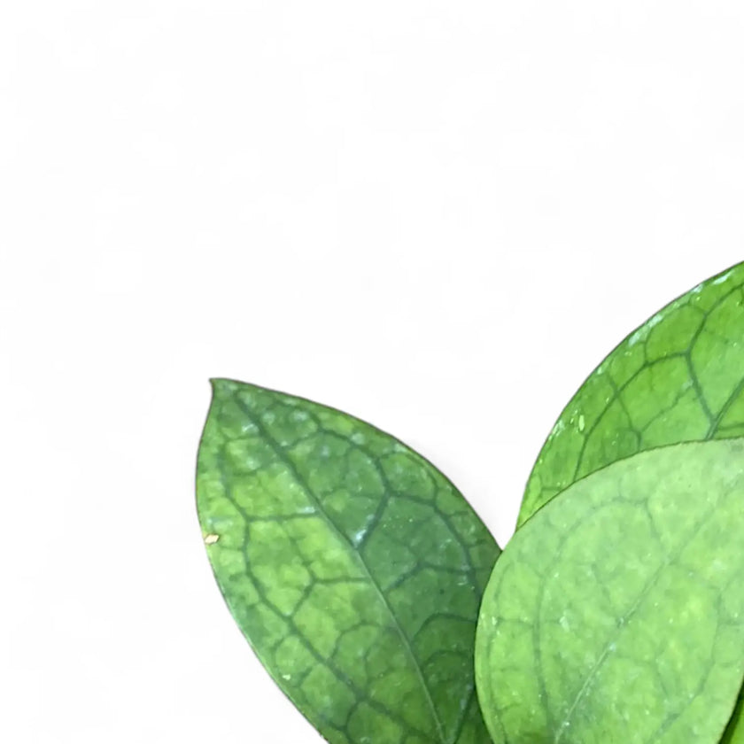 Hoya 'Puom Siam Ruby' (PMP 176) leaf close-up on white background.