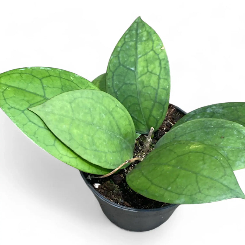 Hoya 'Puom Siam Ruby' (PMP 176) potted houseplant in nursery pot on white background, product photo 2.
