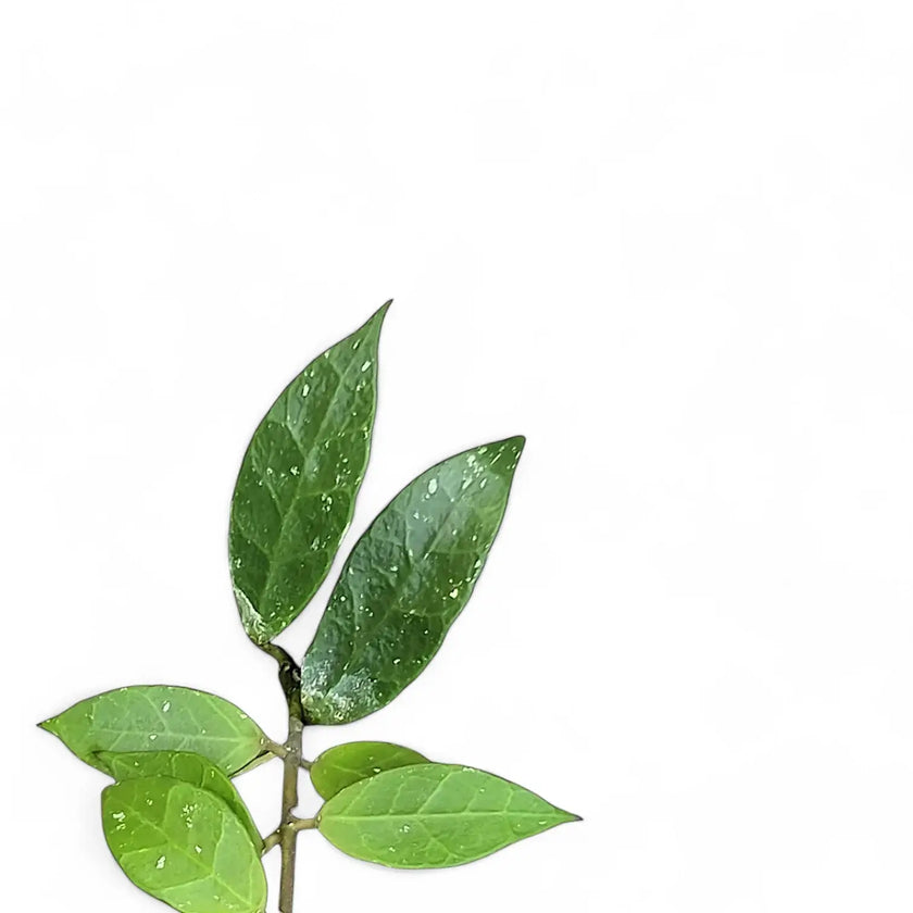 Hoya 'Rebecca' leaf close-up on white background.