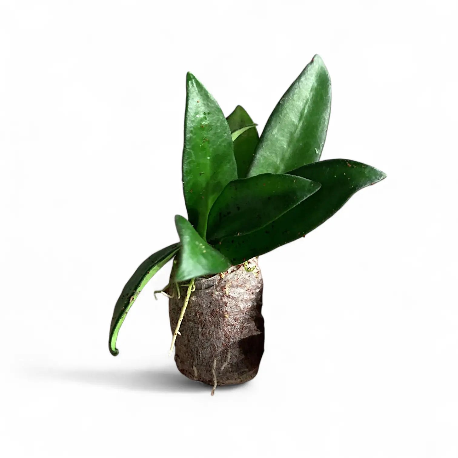 Hoya 'Rosita' Zimmerpflanze im Anzuchttopf vor weiĂźem Hintergrund, Produktfoto 2.