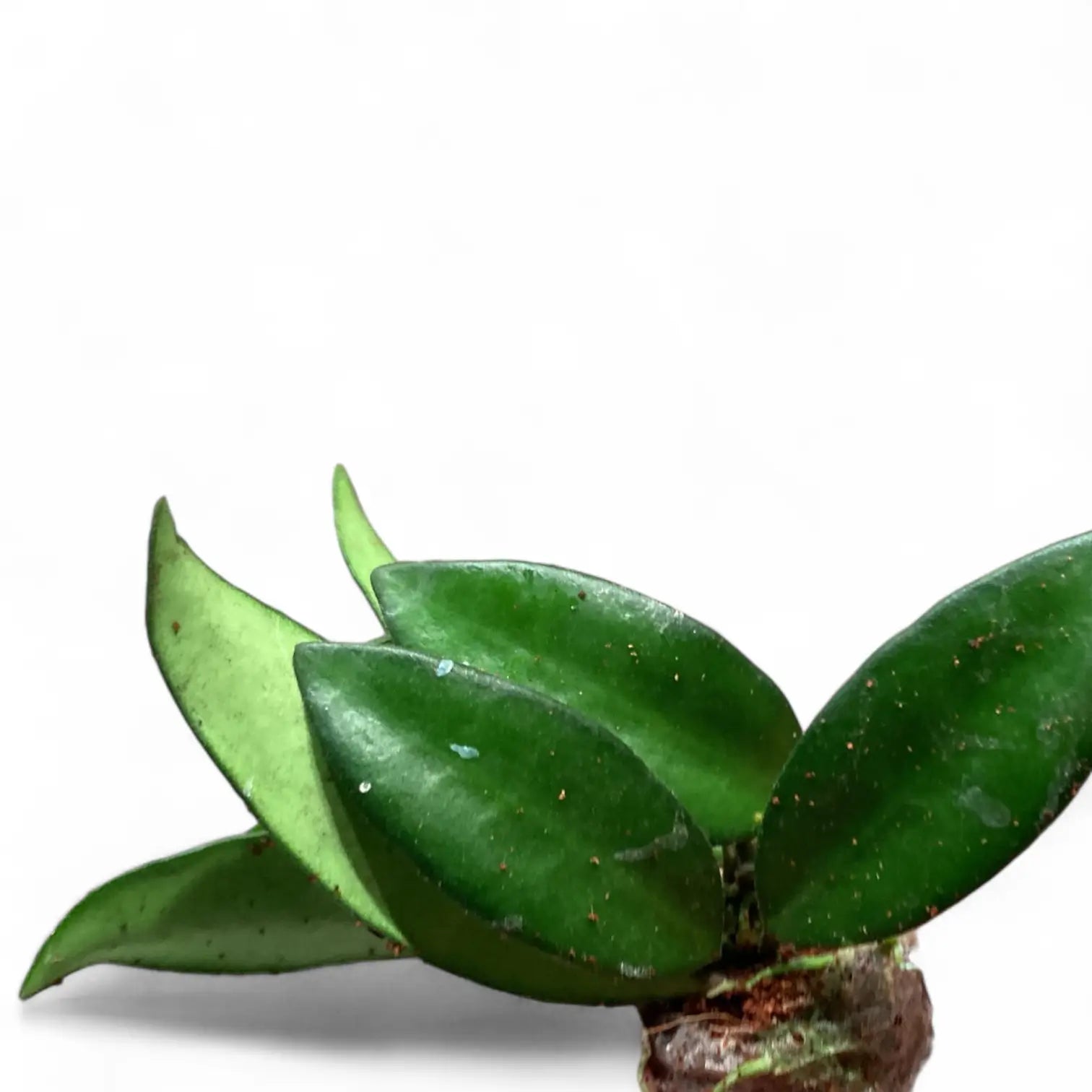 Hoya 'Rosita' Zimmerpflanze im Anzuchttopf vor weiĂźem Hintergrund, Produktfoto 3.