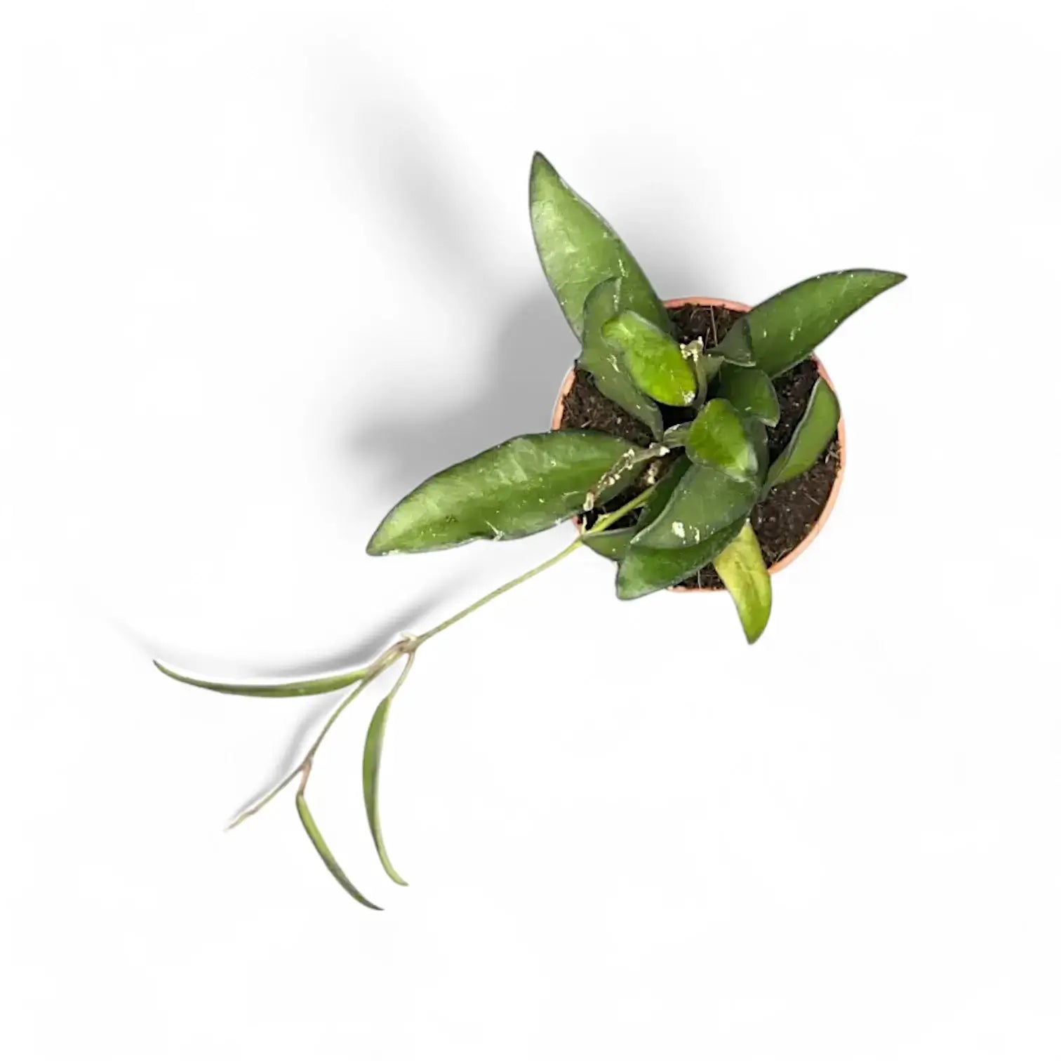 Hoya 'Rosita' Zimmerpflanze im Anzuchttopf vor weiĂźem Hintergrund, Produktfoto 5.