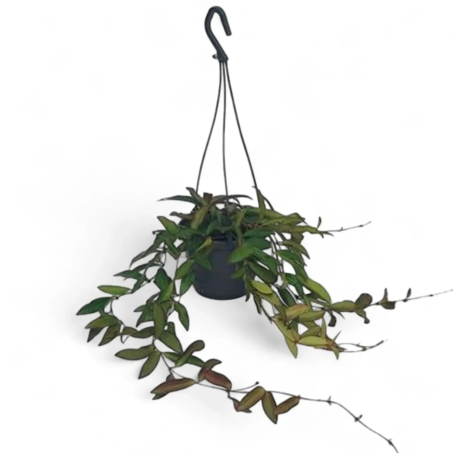 Hoya 'Rosita' Zimmerpflanze im Anzuchttopf vor weiĂźem Hintergrund, Produktfoto 8.